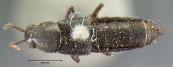 Media type: image;   Entomology 7314 Aspect: habitus dorsal view